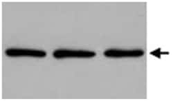 PABPC1, Mouse, Clone: 10E10, Abnova 100&mu;L; Unlabeled:Antibodies, Monoclonal