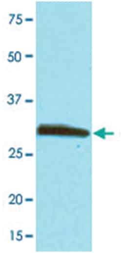 PCNA, Mouse, Clone: k1A3, Abnova 100&mu;L; Unlabeled:Antibodies, Monoclonal