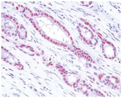 MAT2A, Mouse, Clone: AT3A2, Abnova 100 &mu;L | Buy Online | Abnova | Fisher Scientific