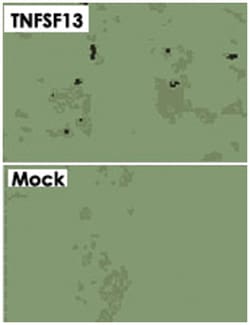TNFSF13, Rat, Clone: Sacha-1, Abnova 100&mu;g; Unlabeled:Antibodies, Monoclonal