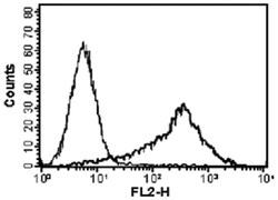 TNFSF13, Rat, Clone: Sacha-1, Abnova 100&mu;g; Unlabeled:Antibodies, Monoclonal