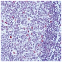 ERCC4, Mouse, Clone: 219, Abnova 100&mu;g; Unlabeled:Antibodies, Monoclonal