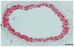 Myh11, Rat, Clone: KM3669, Abnova 100&mu;g; Unlabeled:Antibodies, Monoclonal