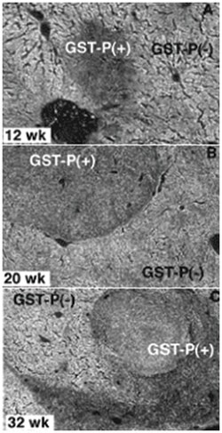 GSTP1, Mouse, Clone: Usal-hGST-Pi-McAb-1, Abnova 100&mu;g; Unlabeled:Antibodies,