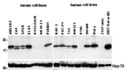 BCL2L2, Rat, Clone: 13F9, Abnova 100&mu;g; Unlabeled:Antibodies, Monoclonal