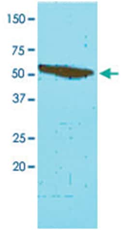 FKBP4, Mouse, Clone: AT4D3, Abnova 100&mu;L; Unlabeled:Antibodies, Monoclonal