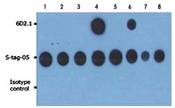 PRKACA, Mouse, Clone: 6D2.1, Abnova 100 &mu;g | Buy Online | Abnova Corporation | Fisher Scientific