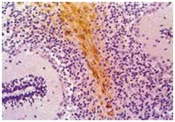 GFAP, Mouse, Clone: GF-01, Abnova 100&mu;g; Unlabeled:Antibodies, Monoclonal