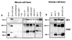 Bcl2l11, Rat, Clone: 14A8, Abnova 100&mu;g; Unlabeled:Antibodies, Monoclonal