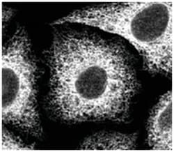 BCAP31, Mouse, Clone: A1/182, Abnova 100&mu;g; Unlabeled:Antibodies, Monoclonal