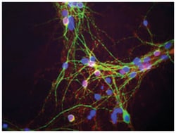 SNCA, Mouse, Clone: 2A7, Abnova 100&mu;L; Unlabeled:Antibodies, Monoclonal