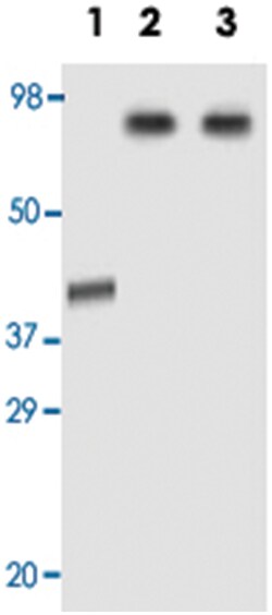 AOF2, Mouse, Clone: 1B2E5, Abnova 100&mu;g; Unlabeled:Antikroppar