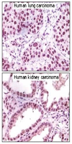 AOF2, Mouse, Clone: 1B2E5, Abnova 100&mu;g; Unlabeled:Antikroppar