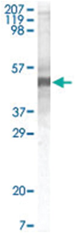 APOA5, Mouse, Clone: 2G1H11, 1F1E8, Abnova 200&mu;g; Unlabeled:Antibodies,