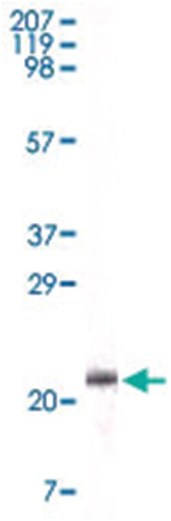 APOA5, Mouse, Clone: 2G1H11, 1F1E8, Abnova 200&mu;g; Unlabeled:Antibodies,