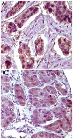 BCL10, Mouse, Clone: 4F8E8H8, Abnova 100&mu;g; Unlabeled:Antibodies, Monoclonal