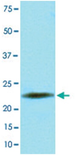 LITAF, Mouse, Clone: AT1F9, Abnova 100&mu;L; Unlabeled:Antibodies, Monoclonal