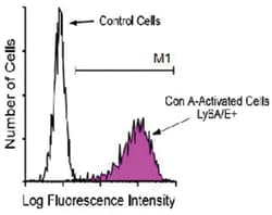 Ly6a, Rat, FITC, Clone: D7, Abnova 500&mu;g; FITC:Antibodies, Monoclonal