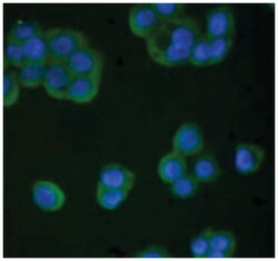 TIMP4, Mouse, HRP, Clone: SB30c, Abnova 1mL; HRP:Antibodies, Monoclonal