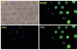 KRT8/KRT18, Mouse, Clone: CK8+18 207, Abnova 500&mu;L; Unlabeled:Antibodies,