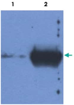 Mouse anti-IgG, Clone: IVA285-1, Abnova 100 &mu;g | Buy Online | Abnova Corporation | Fisher Scientific