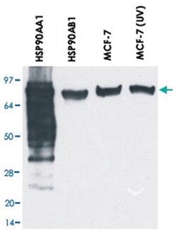 HSP90AA1 and HSP90AB1, Mouse, Clone: MBH90AB, Abnova 100&mu;g; Unlabeled:Antibodies,