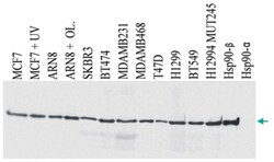 HSP90AB1, Mouse, Clone: MBH90B, Abnova 100&mu;g; Unlabeled:Antibodies,