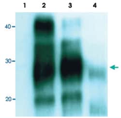PRNP, Mouse, Clone: EM-20, Abnova 100&mu;g; Unlabeled:Antibodies, Monoclonal