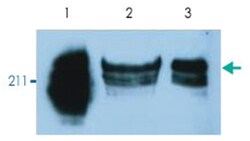 PTPRC, Mouse, PerCP, Clone: MEM-56, Abnova 100 Reactions; PerCP:Antibodies,