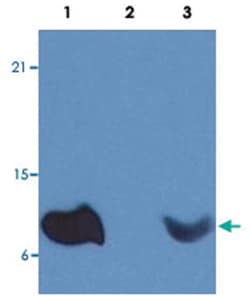 B2M, Mouse, PE, Clone: B2M-01, Abnova 100&mu;g; PE:Antibodies, Monoclonal