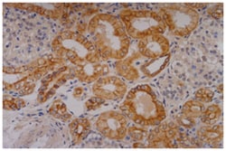 KRT18, Mouse, Biotin, Clone: C-04, Abnova 100&mu;g; Biotin:Antibodies,