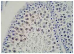 DDX39, Mouse, Clone: 2E4, Abnova 50&mu;g; Unlabeled:Antibodies, Monoclonal
