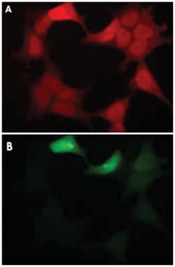 GFP, Rat, Clone: 1A5, Abnova 100&mu;g; Unlabeled:Antibodies, Monoclonal