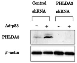 PHLDA3, Rat, Clone: 4B6, Abnova 100&mu;g; Unlabeled:Antibodies, Monoclonal