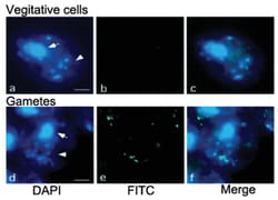 5-Methylcytosine, Mouse, Clone: 5MC-CD, Abnova 100&mu;g; Unlabeled:Antibodies,