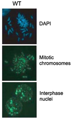 5-Methylcytosine, Mouse, Clone: 5MC-CD, Abnova 100&mu;g; Unlabeled:Antibodies,
