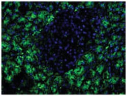 Pancreatic exocrine cell marker, Mouse, Clone: HIC0-1C10, Abnova 100&mu;L;