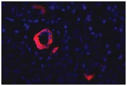 Pancreatic duct cell marker, Mouse, Clone: DHIC2-4A10, Abnova 100&mu;L;