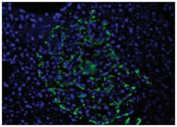 Mouse anti-Pancreatic alpha cell marker, Clone: DHIC2-2C12, Abnova 100 &mu;L | Buy Online | Abnova Corporation | Fisher Scientific