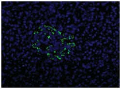 Pancreatic alpha cell marker, Mouse, Clone: DHIC2-2B4, Abnova 100 &mu;L | Buy Online | Abnova Corporation | Fisher Scientific