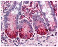 CXCR2, Mouse, Clone: 6D499, Abnova 50&mu;g; Unlabeled:Antibodies, Monoclonal