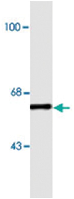 COBRA1, Mouse, Monoclonal Antibody, Abnova 100 &mu;L | Buy Online | Abnova Corporation | Fisher Scientific