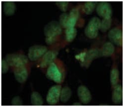 Nuclei, Mouse, Clone: 235-1, Abnova 100 &mu;L | Buy Online | Abnova Corporation | Fisher Scientific