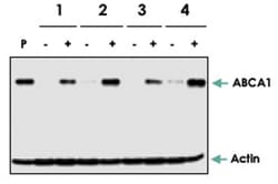 ABCA1, Mouse, Clone: AB1.G6, Abnova 100&mu;g; Unlabeled:Antibodies, Monoclonal