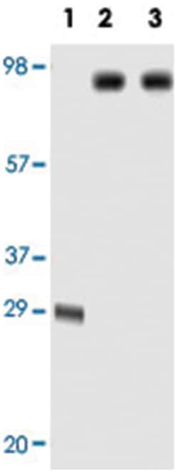 DNM1, Mouse, Clone: 3G4B6, Abnova 100&mu;L; Unlabeled:Antibodies, Monoclonal