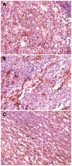 DNM1, Mouse, Clone: 3G4B6, Abnova 100&mu;L; Unlabeled:Antibodies, Monoclonal