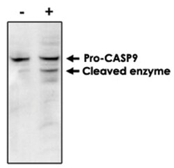CASP9, Mouse, Clone: LAAP6 96 2-22, Abnova 100&mu;g; Unlabeled:Antibodies,