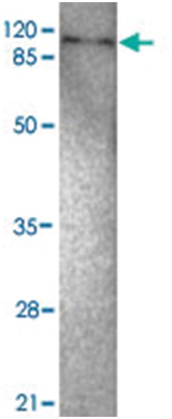 TLR2, Mouse, Monoclonal Antibody, Abnova 100 &mu;g | Buy Online | Abnova Corporation | Fisher Scientific
