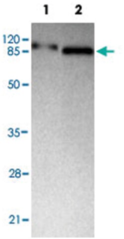 KDM1A Mouse anti-Human, Monoclonal Antibody, Abnova 100&mu;g; Unlabeled:Antibodies,