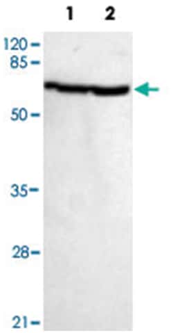 HSPA1A, Mouse, Monoclonal Antibody, Abnova 100&mu;g; Unlabeled:Antibodies,